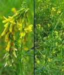 Melilotus Officinalis Extract Powder草木犀提取物